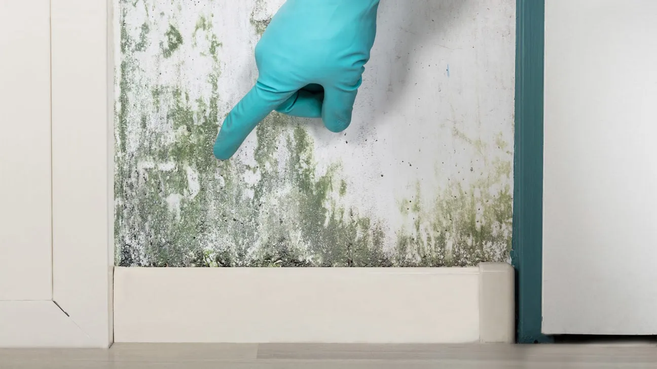 health risks of mold