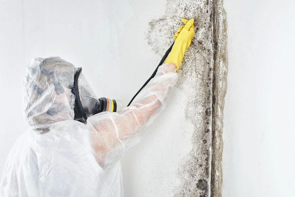 mold damage repair