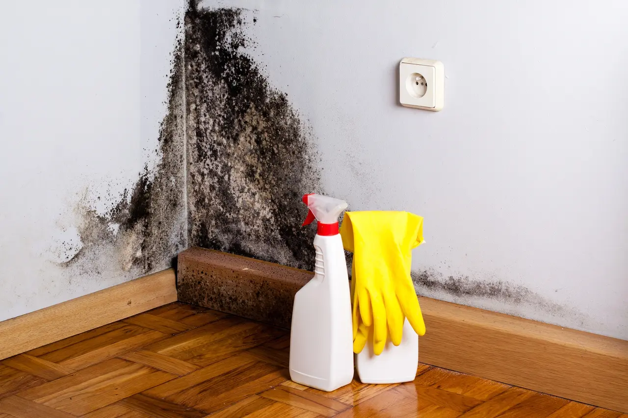what is mold remediation services in dubai